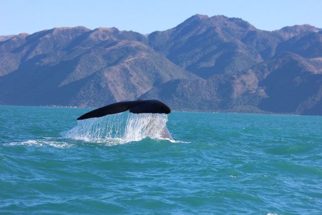 kaikoura