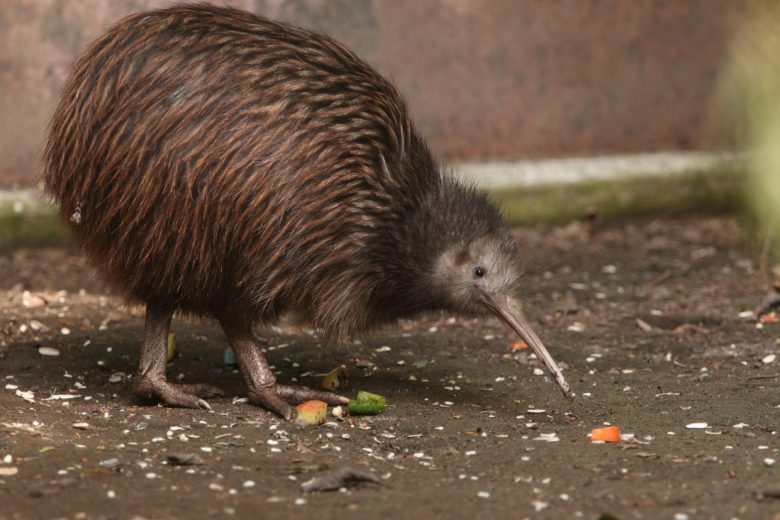 Oiseau Kiwi En Fourrure – Nouvelle-Zélande – Fait Main Mooneys – Occasion